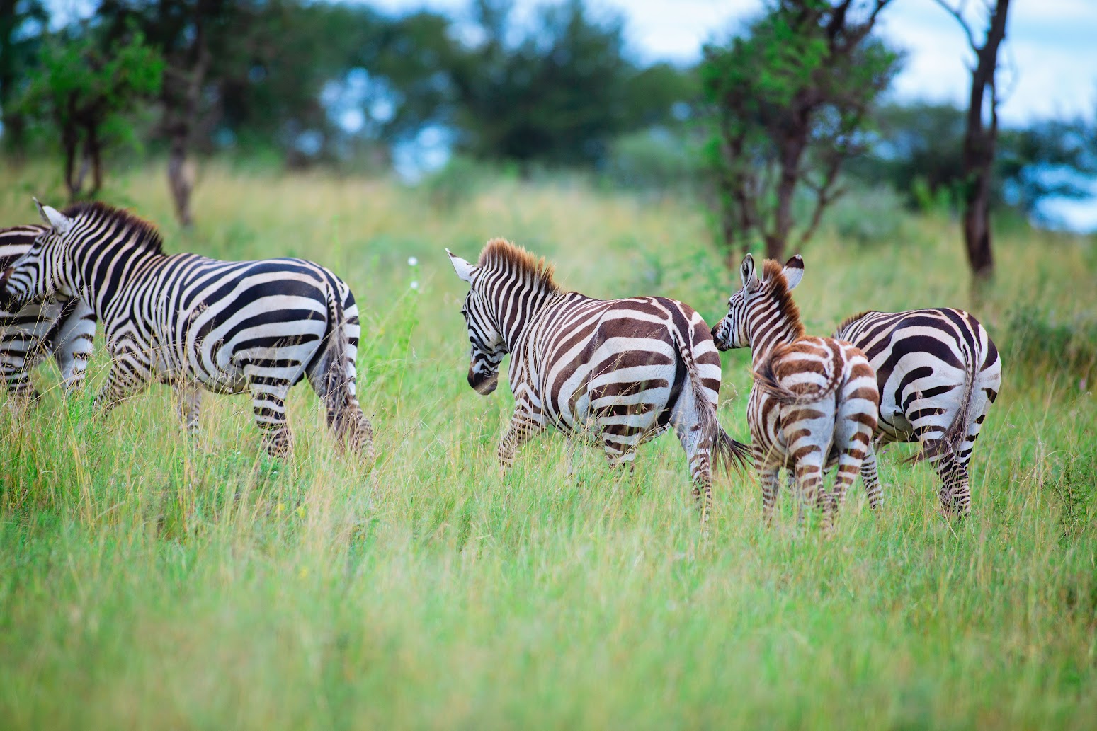 Zebras